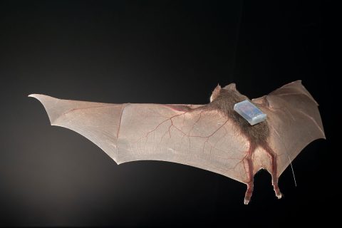 Bat with tracking sensor.