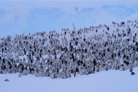 Emperor Penguins from above