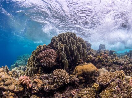 Colorful coral diversity in the Red Sea. Photo: Anna Roik,