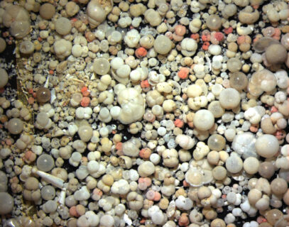 Microfossils such as these foraminifera provide clues as to how biodiversity has changed in the past. Photo: MARUM – Center for Marine Environmental Sciences; University of Bremen