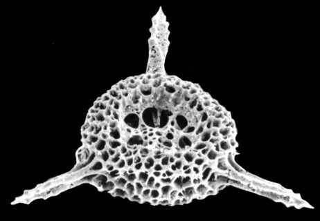 Radiolarian from the Jurassic of the Antarctic Peninsula (image width 2 millimetres): Radiolarians like this have inhabited the ocean for 500 million years and still reach high abundances today. Picture FAU/Wolfgang Kießling