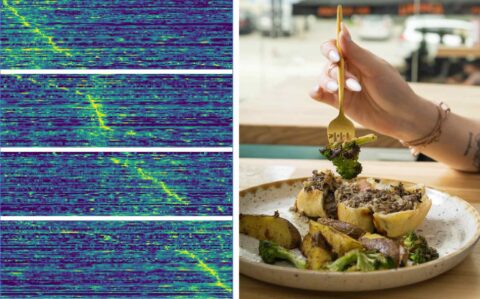 FAU researchers have discovered: While we are eating, 4 different groups of neurones become active, one after the other, presumably to ensure that we neither eat too little nor too much. In the illustration on the left, the X-axis represents time and the Y-axis represents the individual neurones. If they are highlighted in colour, they are active. Image: Altafi et al, J Neurosci, 2024; vecteezy.com